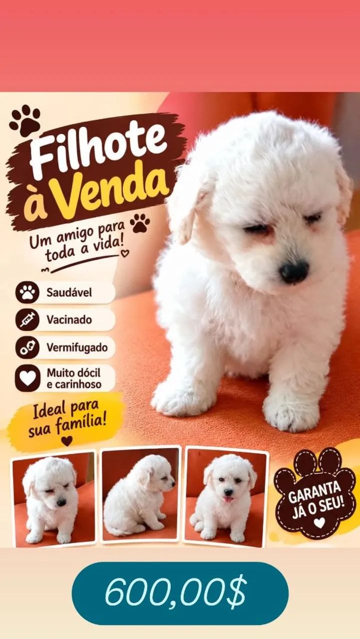 Poodle macho