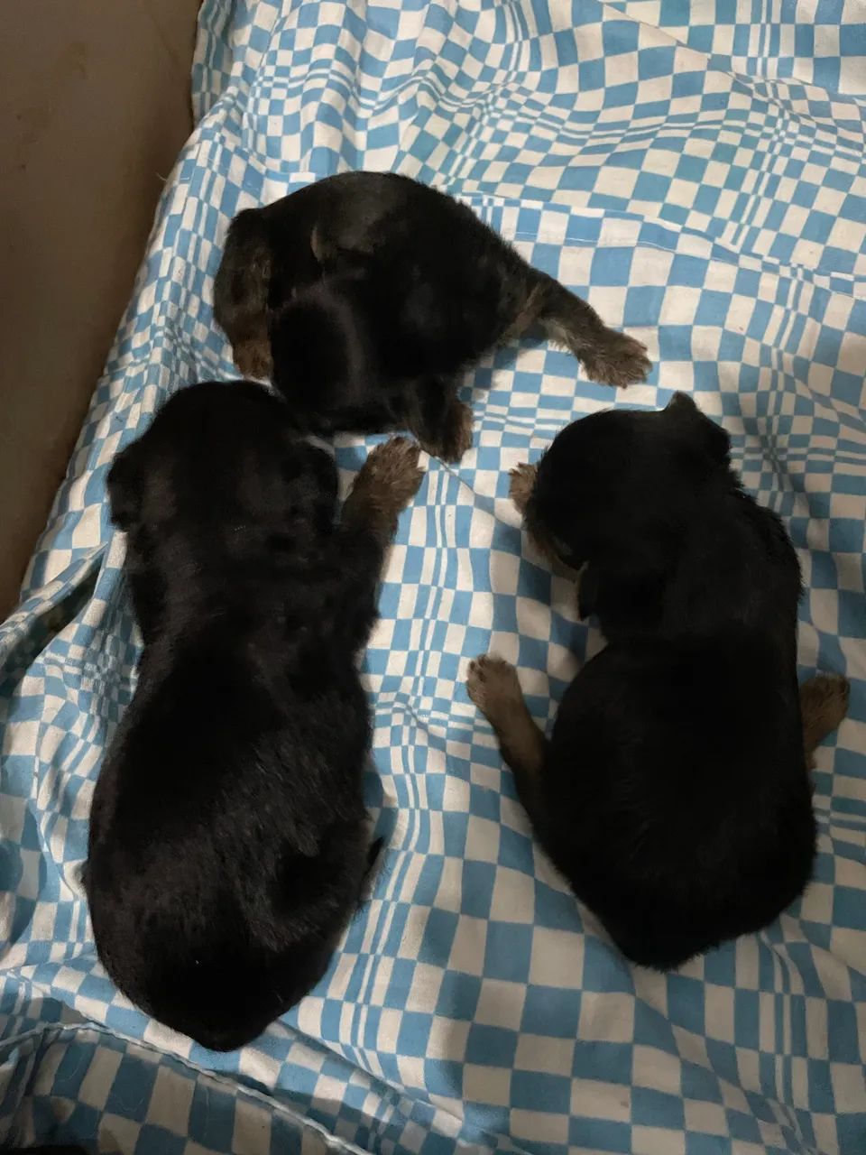 Filhote de yorkshire  - Foto 4