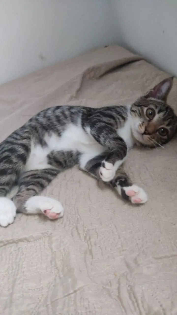 Gatinho de 2 meses para adoção