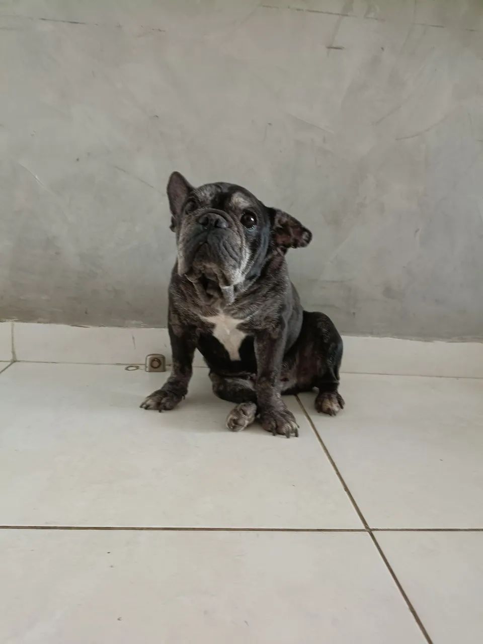 Doação buldogue francês 