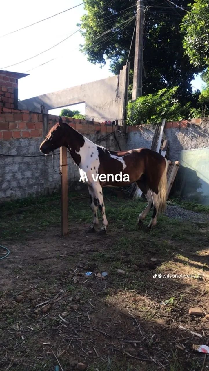 Cavalo Mangalarga Machador  - Foto 4