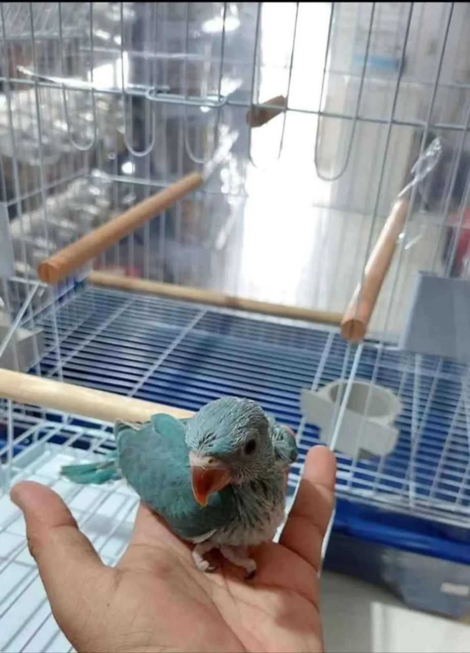 Gaiola ring neck