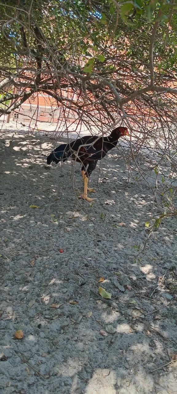 Frangotes de procedência  - Foto 3