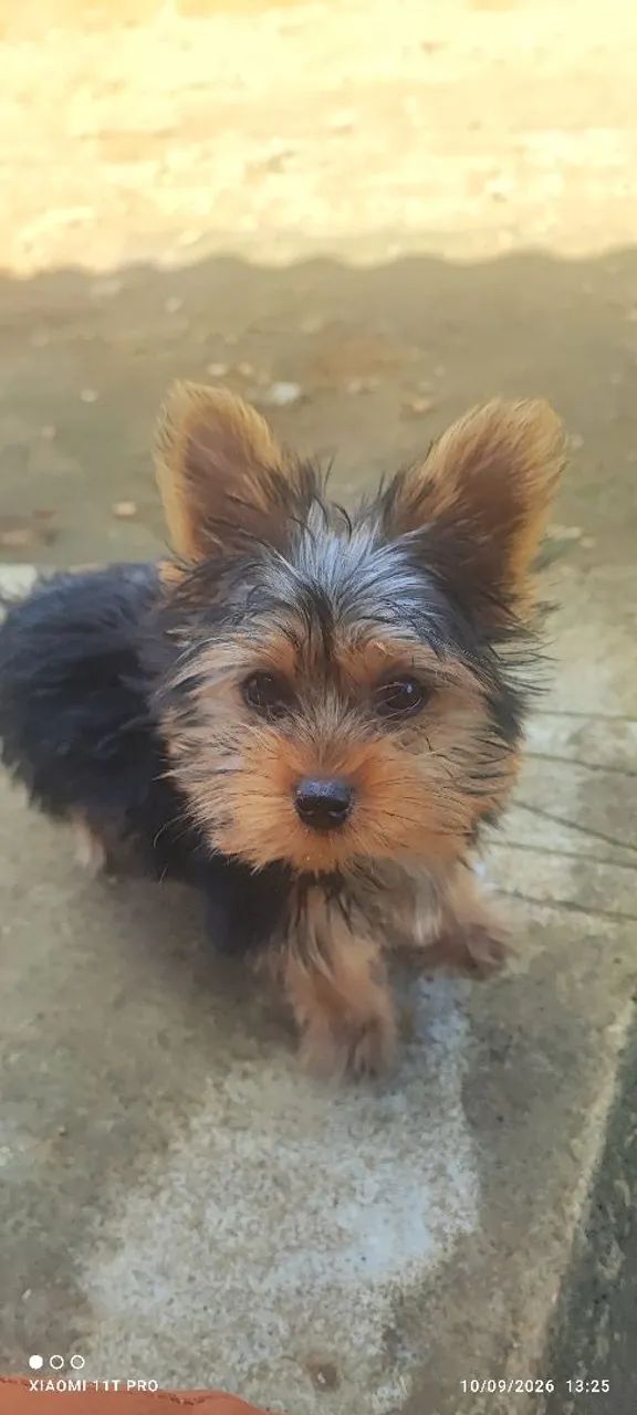 Yorkshire macho com 3 meses