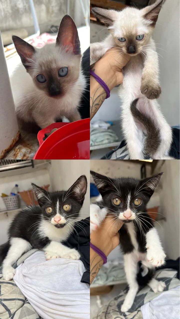 Doação de gato 