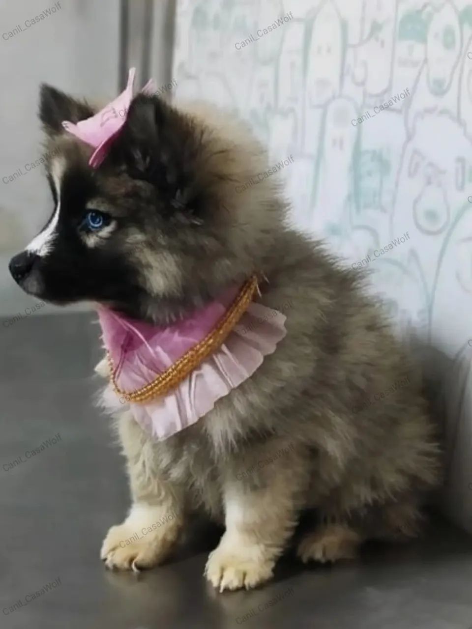 Husky siberiano filhotes com pedigree  - Foto 2
