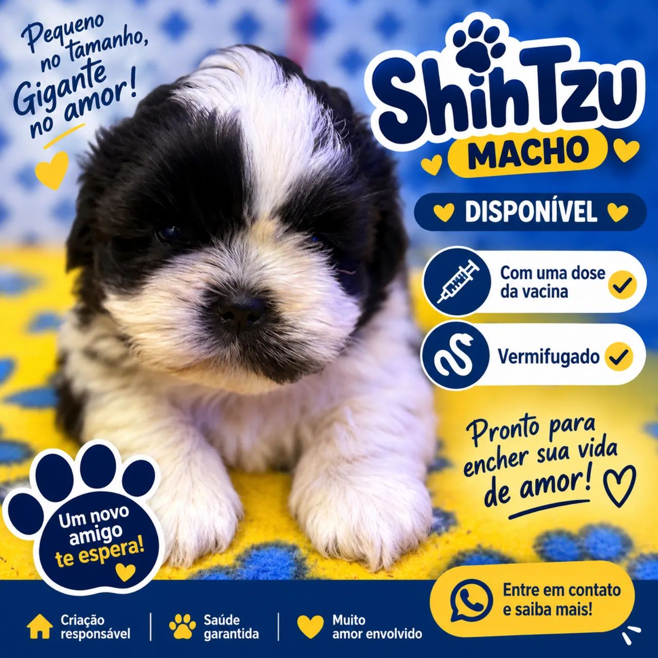 Filhote Shitzu macho  - Foto 5