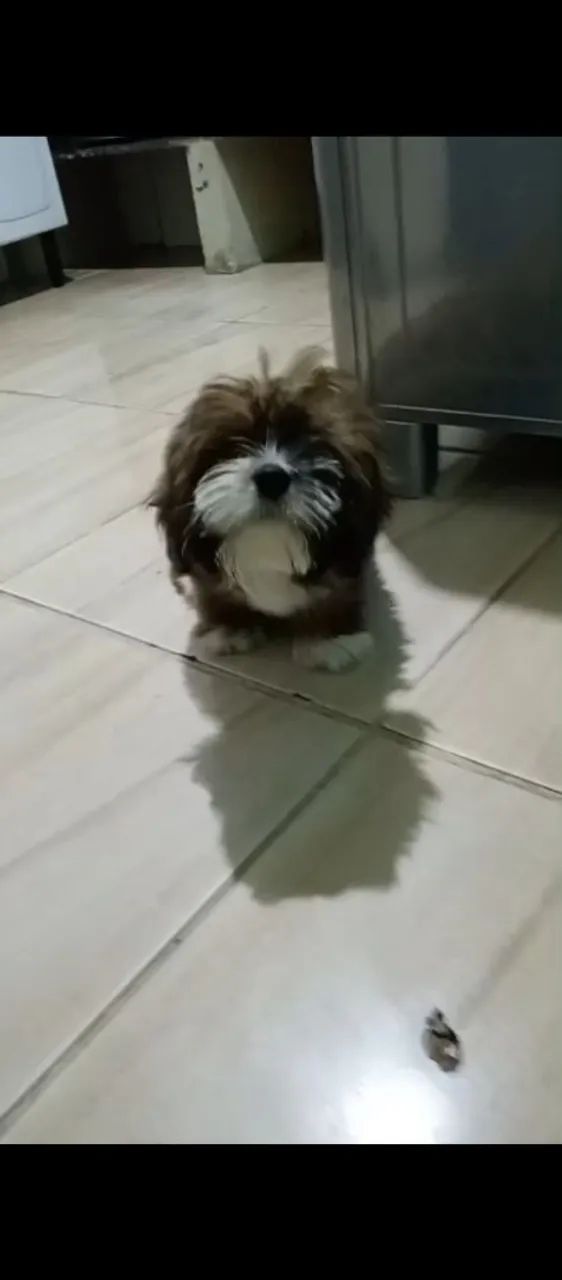 Doação de cachorro  - Foto 2
