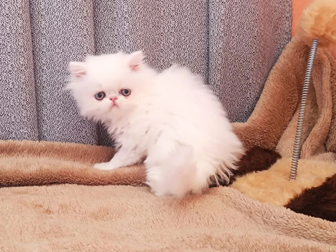 Persa Nas Cores Bicolor, Cinza Blue, Tricolor e Red  - Foto 4