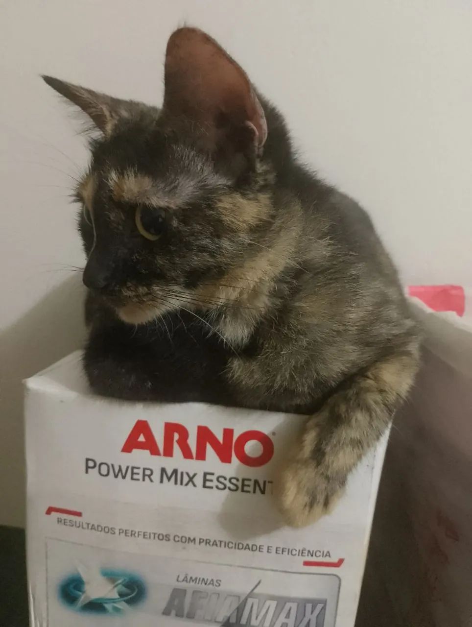 Adoção responsável - Foto 2