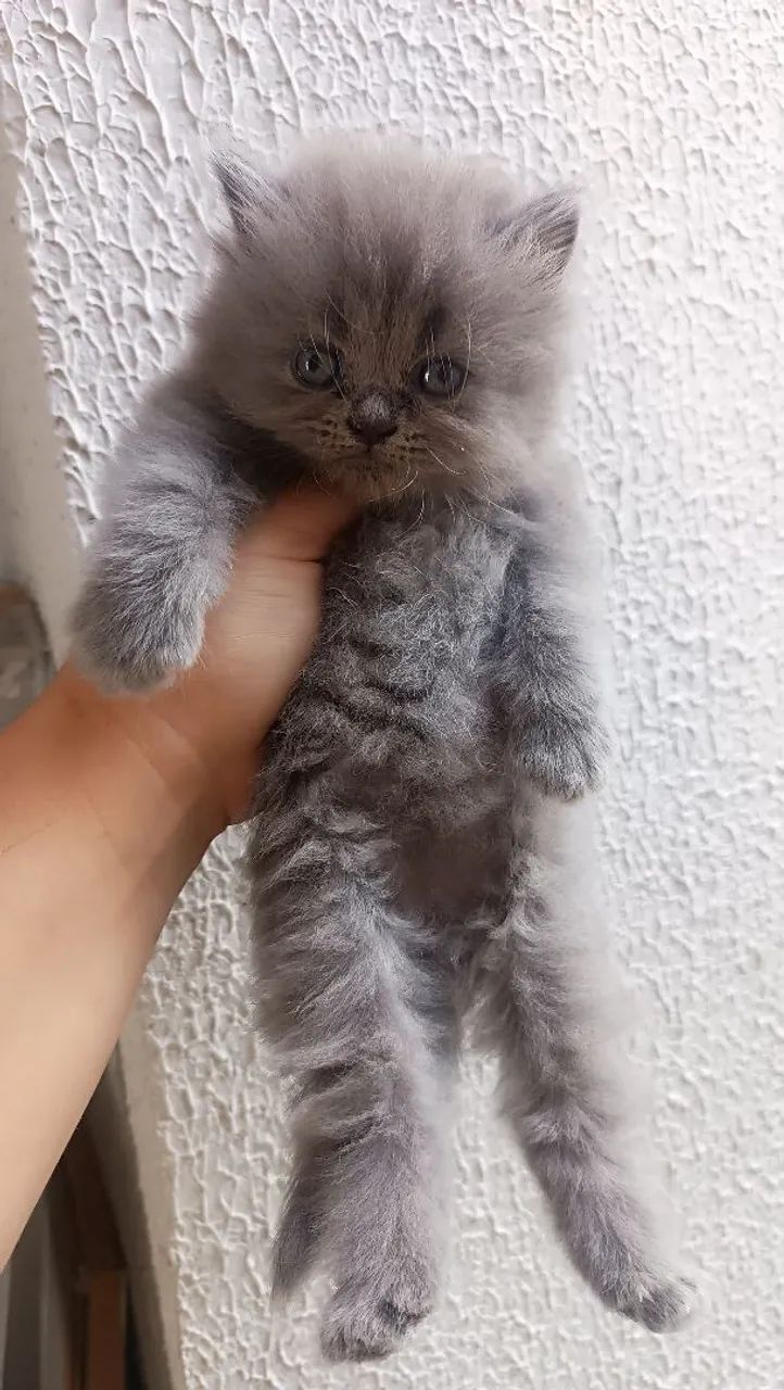 Gatos Persas  - Foto 3