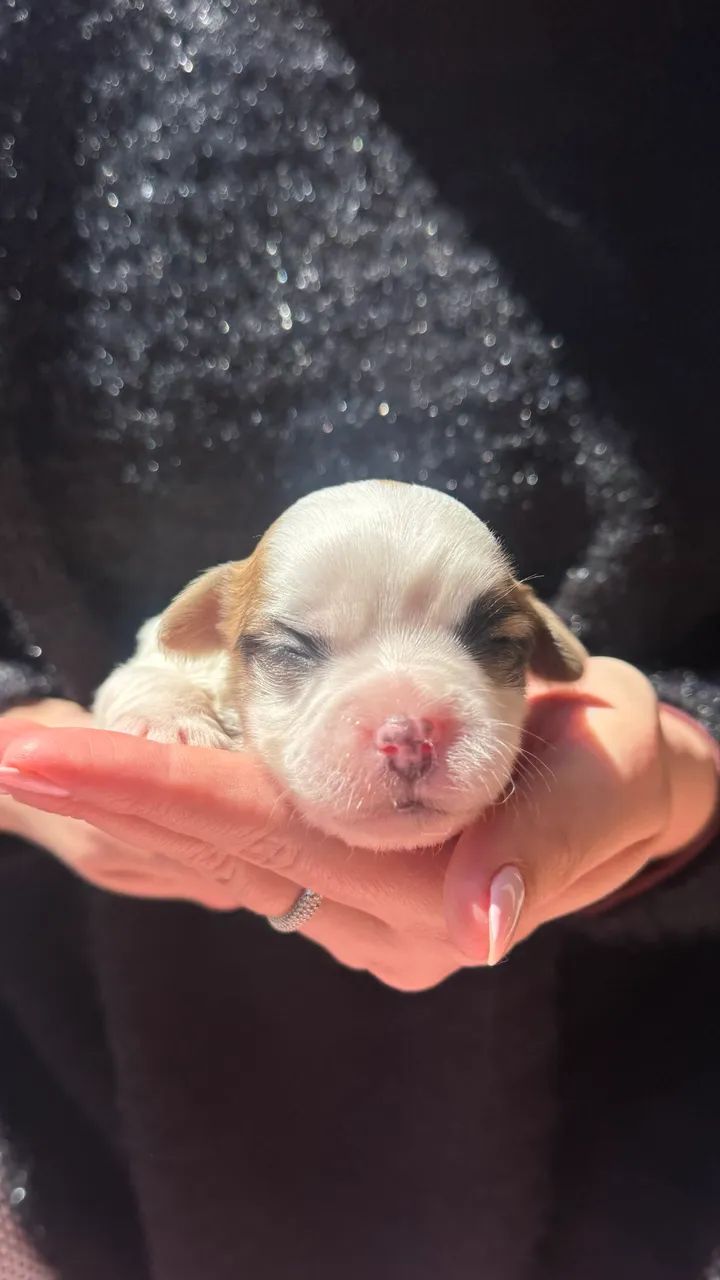 Filhotes de Shih Tzu a venda!!! - Foto 5