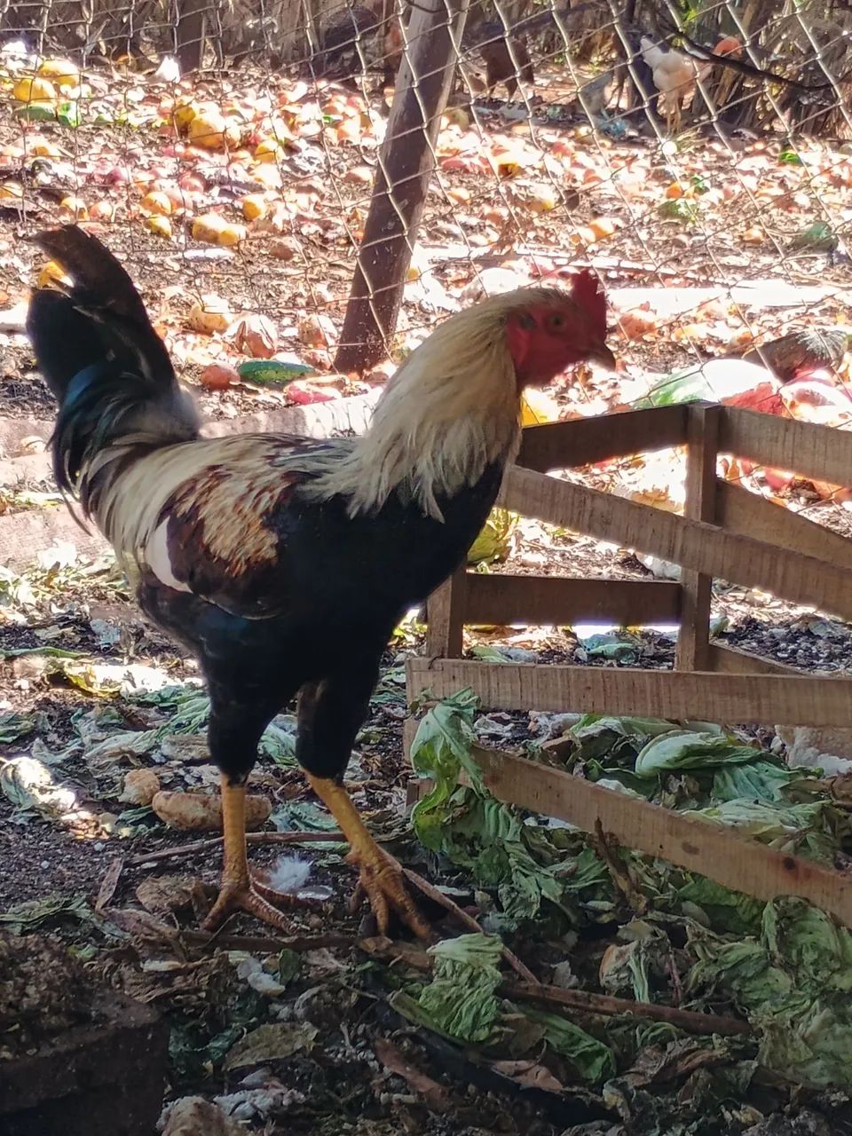 Vende-se frango caipira  - Foto 5