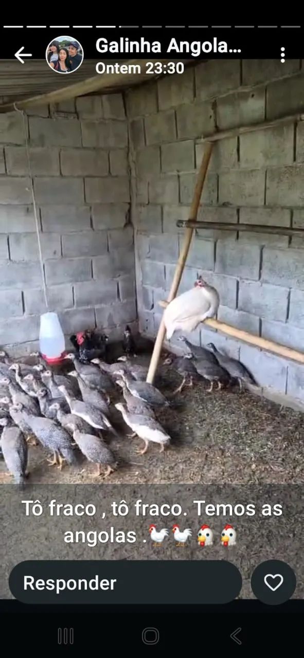 Galinha dangola  - Foto 2