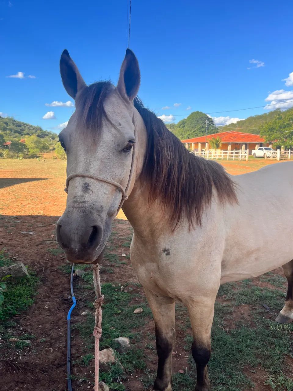 PIQUIRA A VENDA 