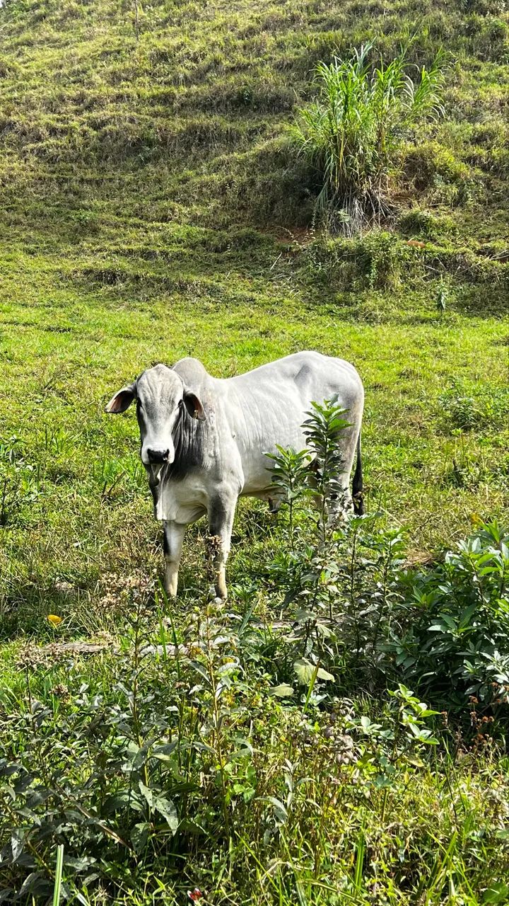 Nelore - Foto 5