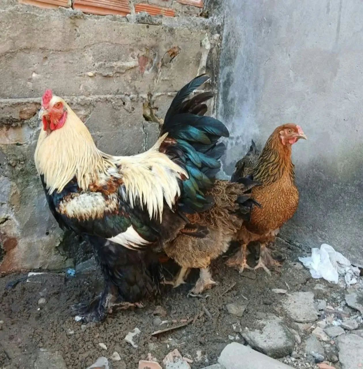 Galinhas Brahma - Foto 3