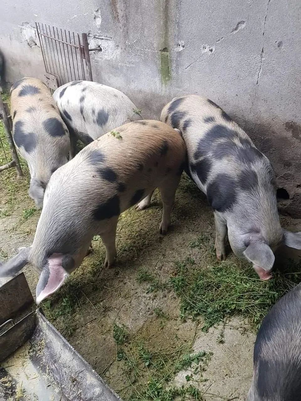 VENDO Porcos baratos! - Foto 2