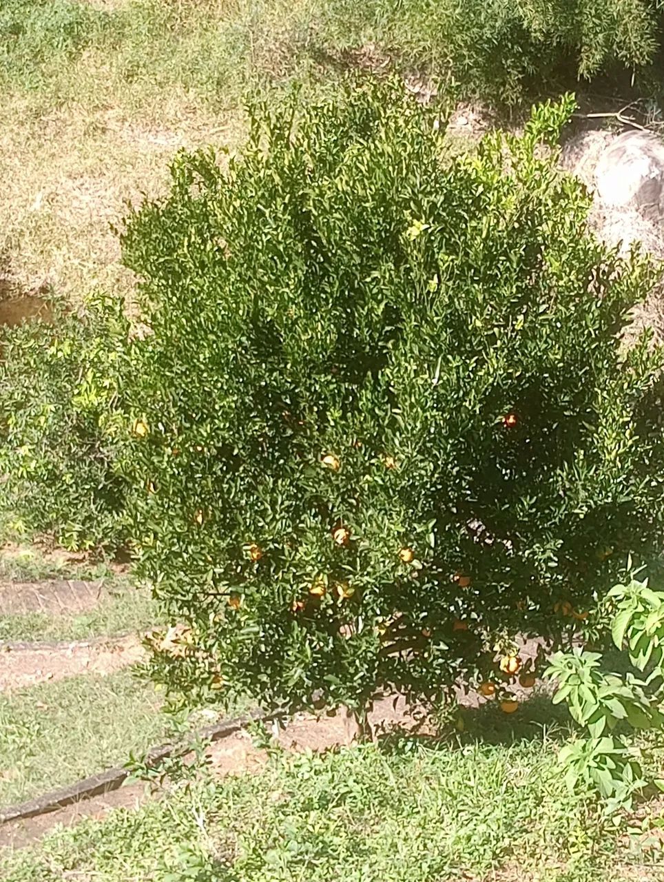 Tangerinas ponkan caixa  - Foto 4