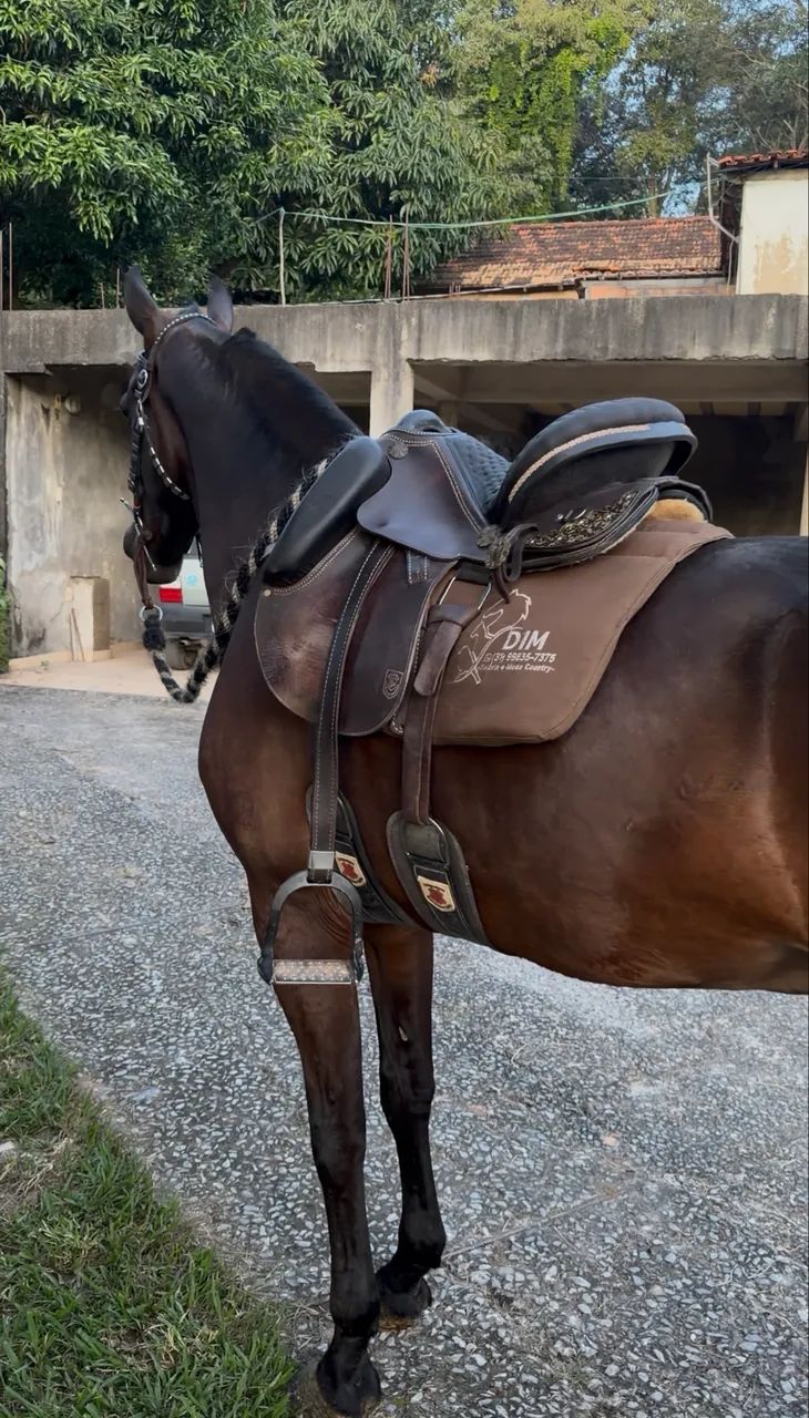 Cavalo  - Foto 3