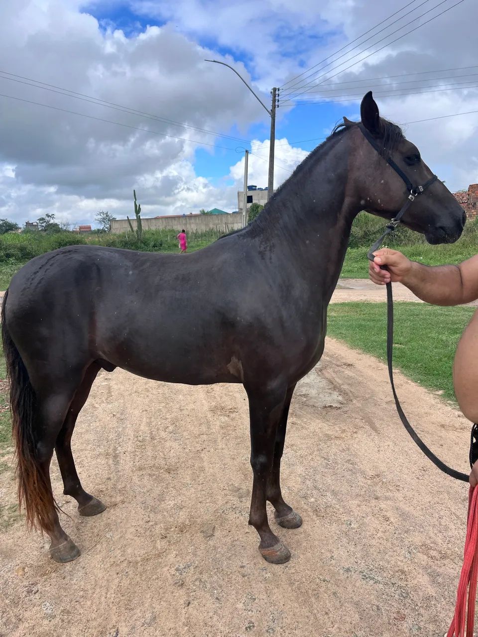 Vende-se Cavalo (4 anos) 