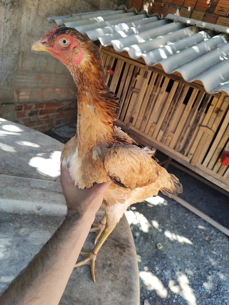 Vendo R$100 - Foto 4