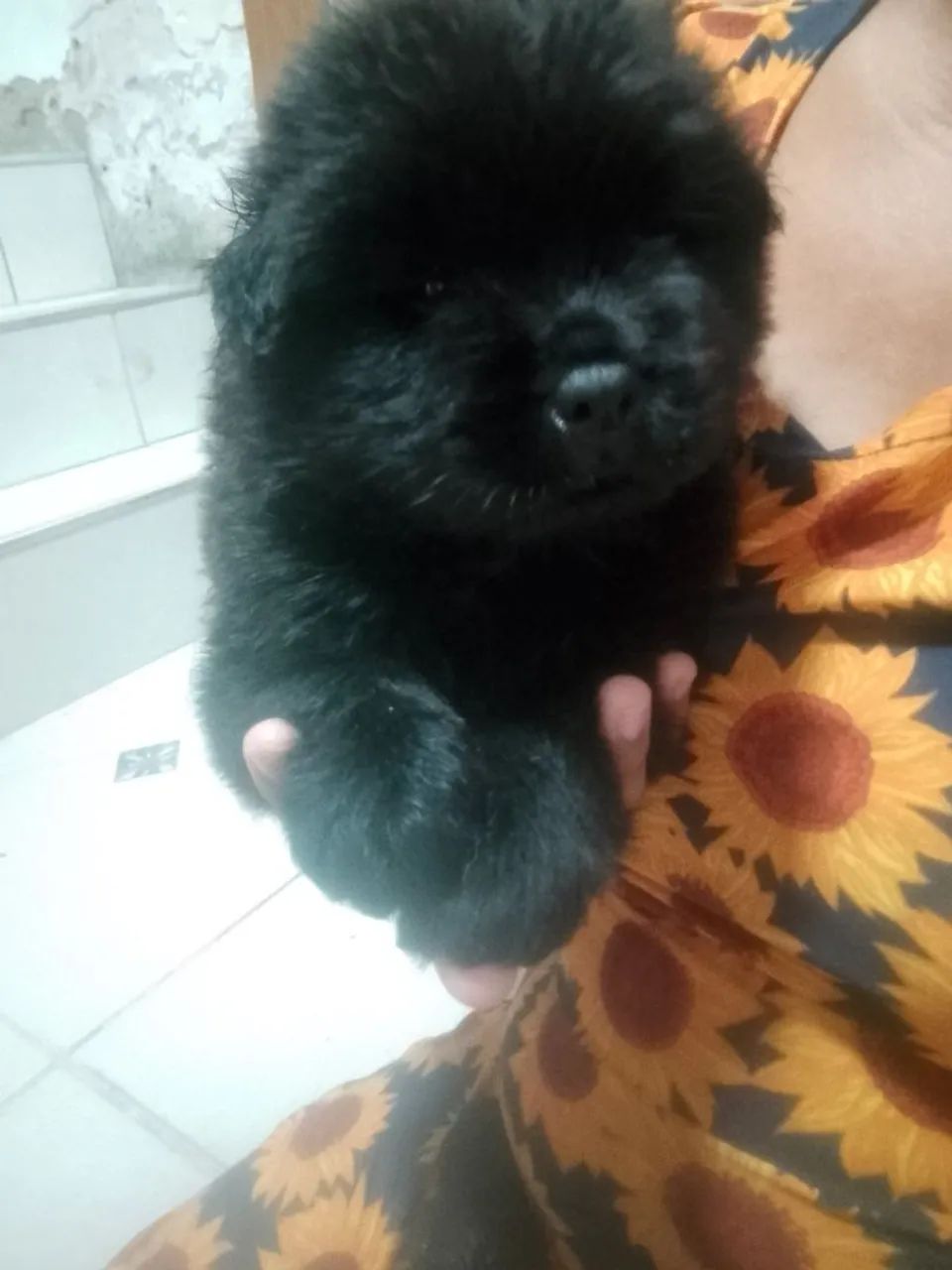 Chow Chow ? - Foto 2
