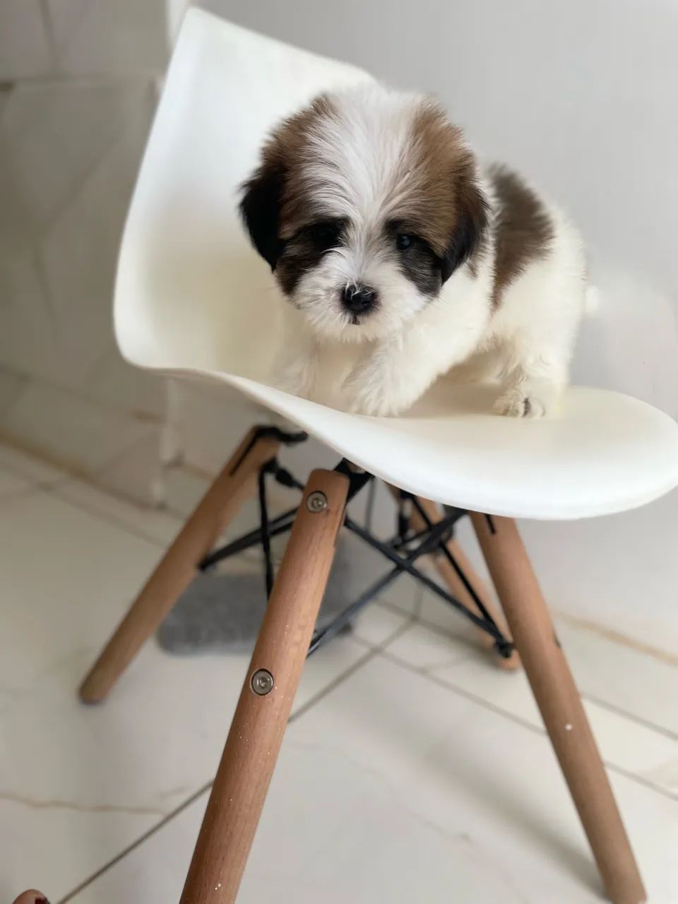 Shihtzu machinho - Foto 2
