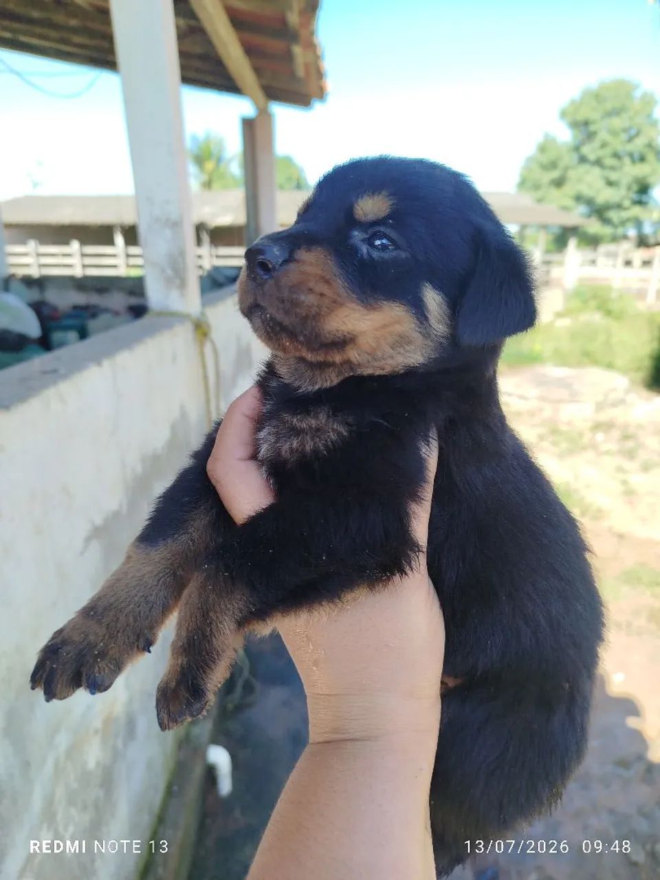 Rottweiler  - Foto 3
