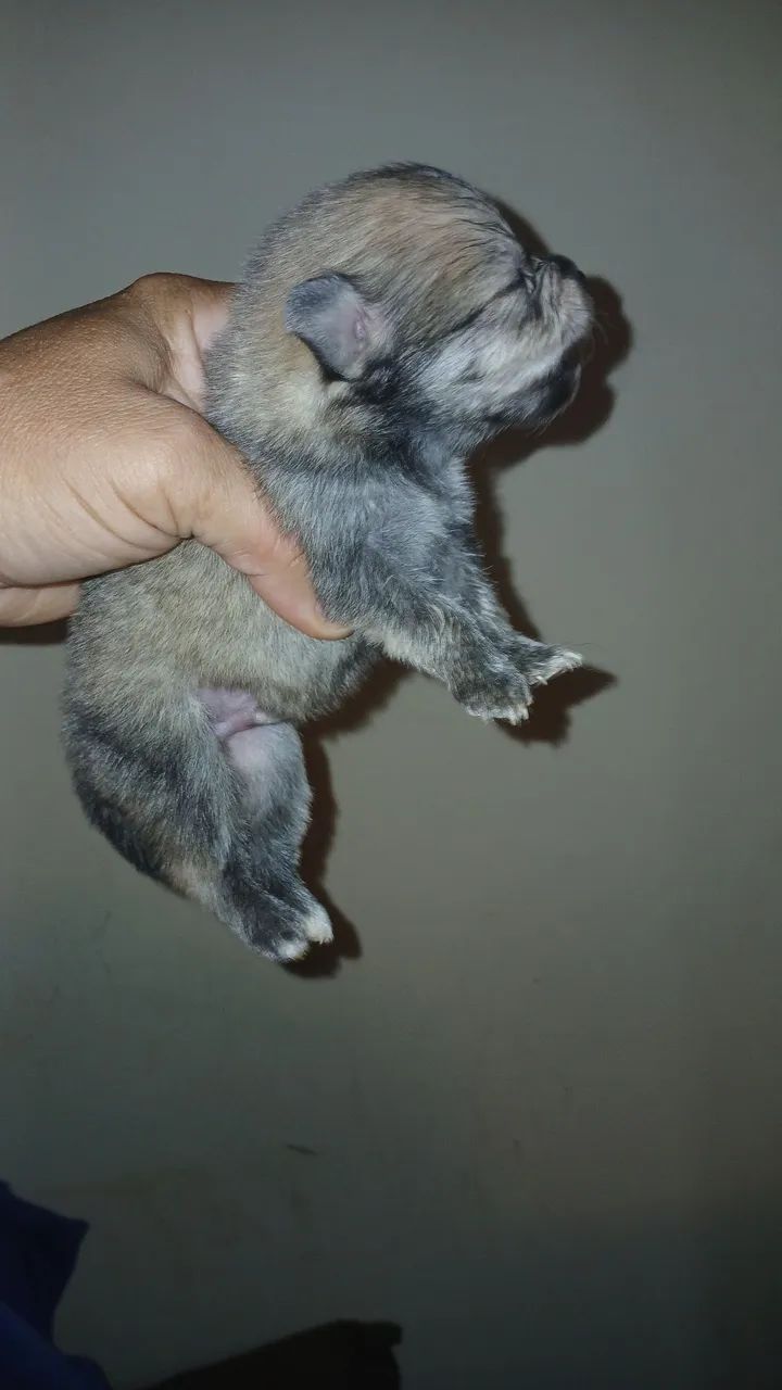 Spitz Alemão anã  - Foto 4
