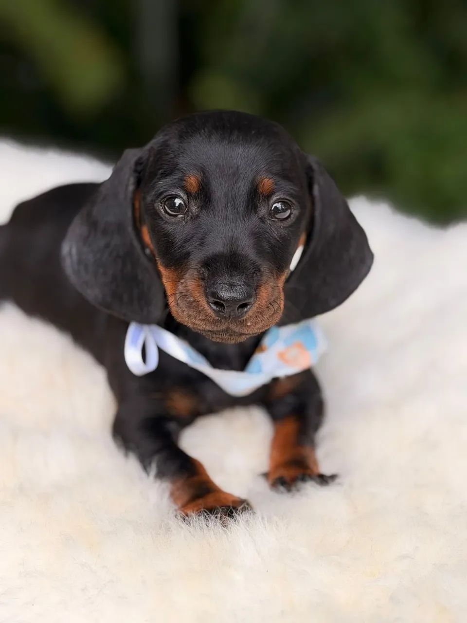 Dachshund Filhotes Linguicinha Salsichinha