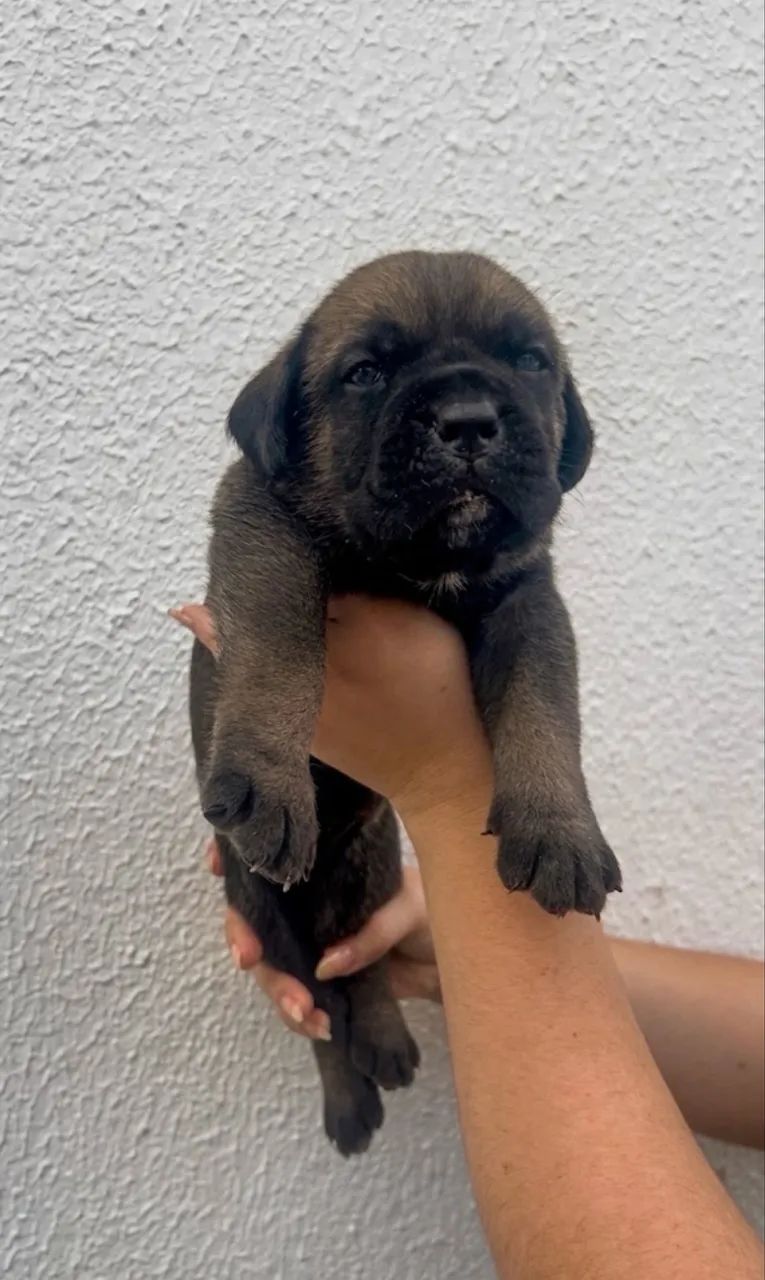 Filhotes de cane corso  - Foto 3