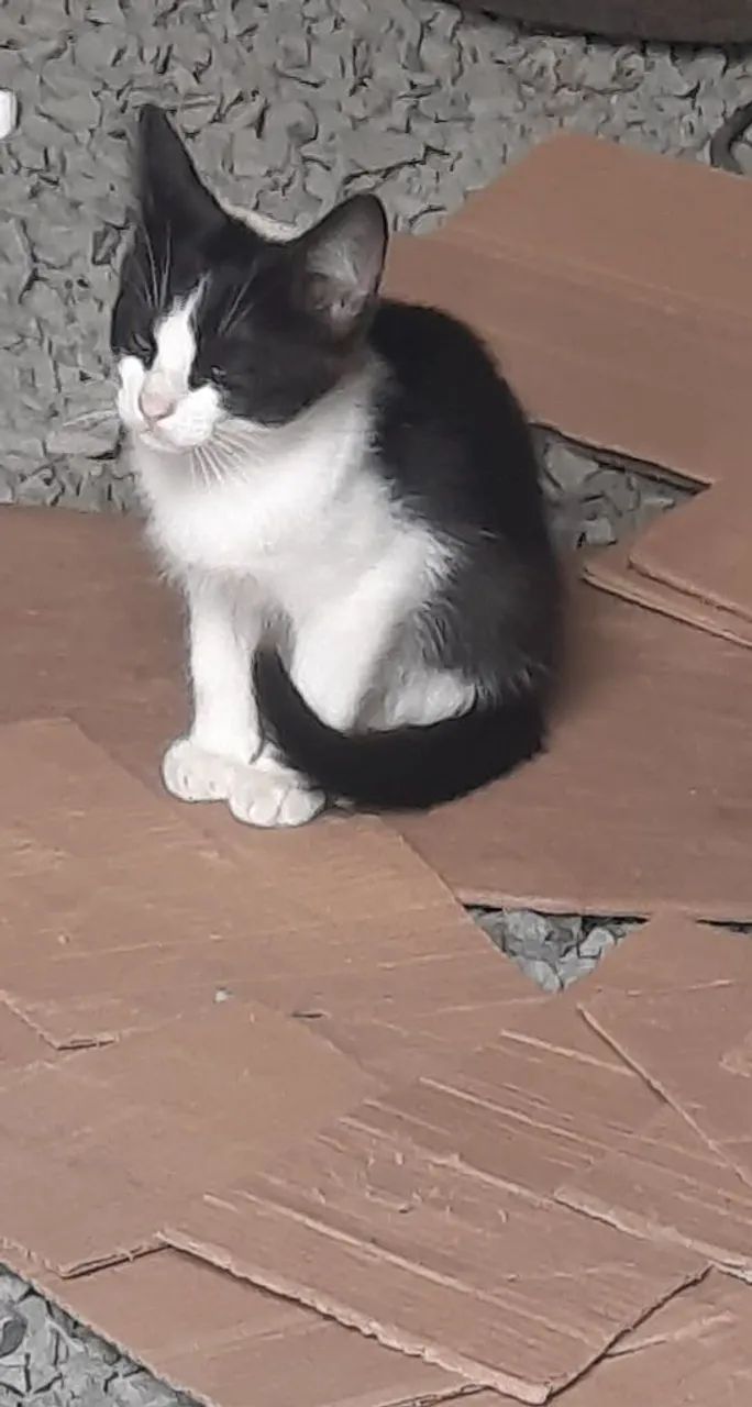 Gatinha para doação 