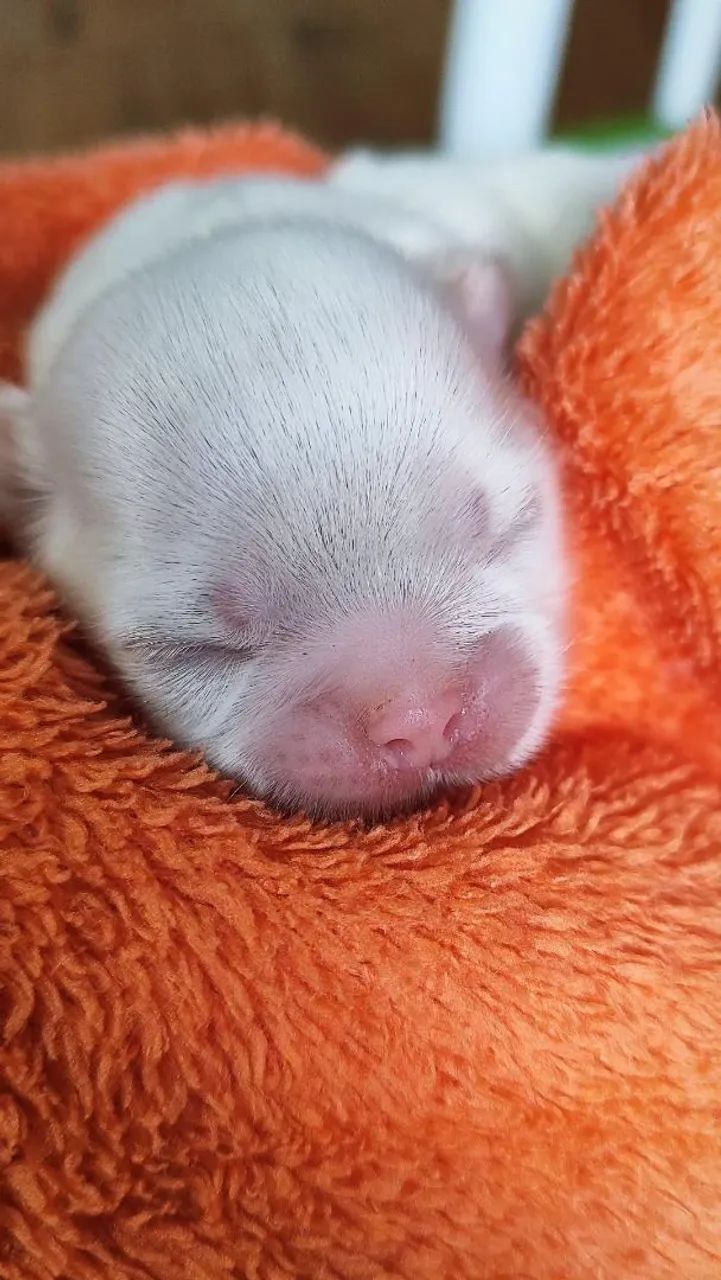 Shih Tzu mageli dogs ? - Foto 4