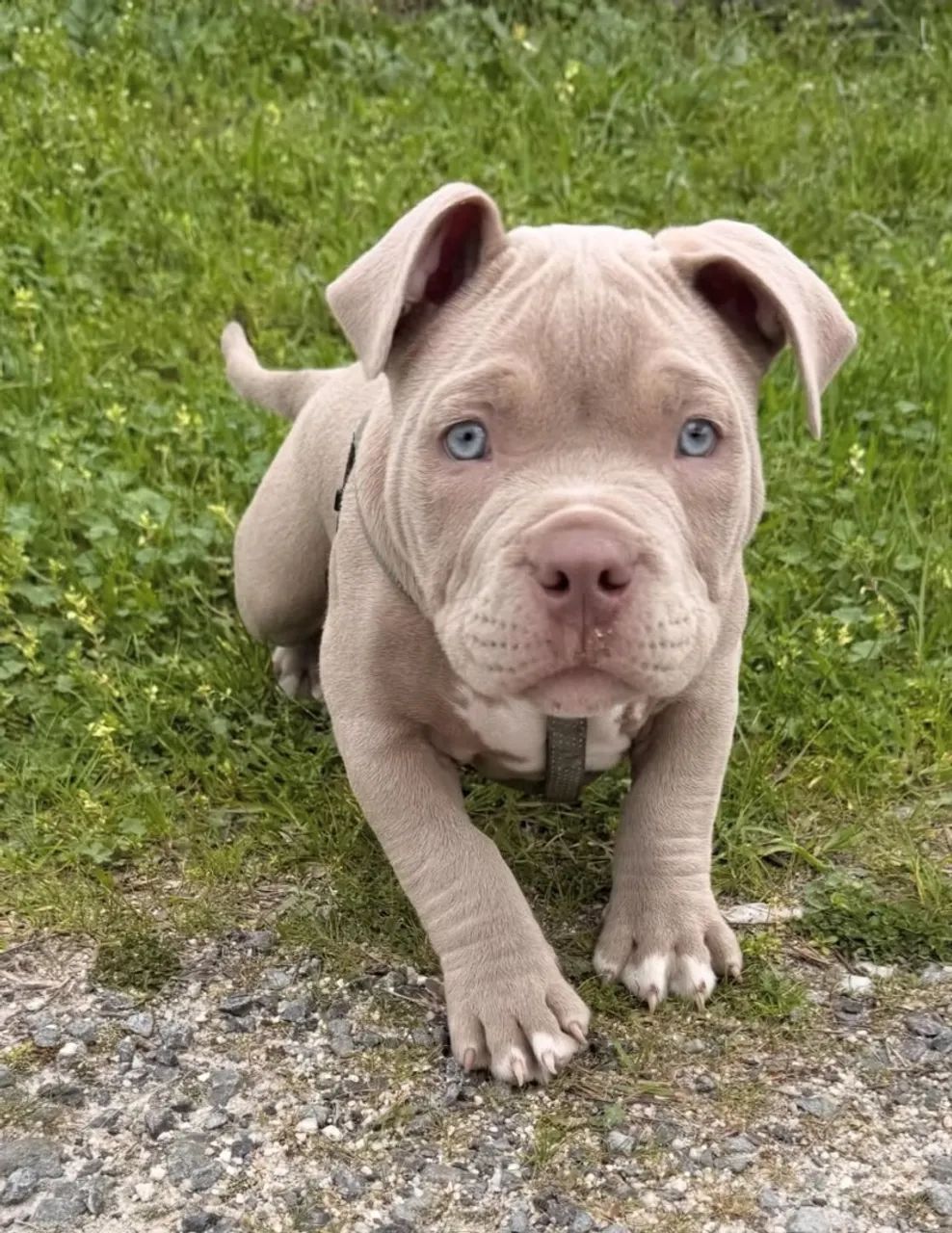 American Bully 