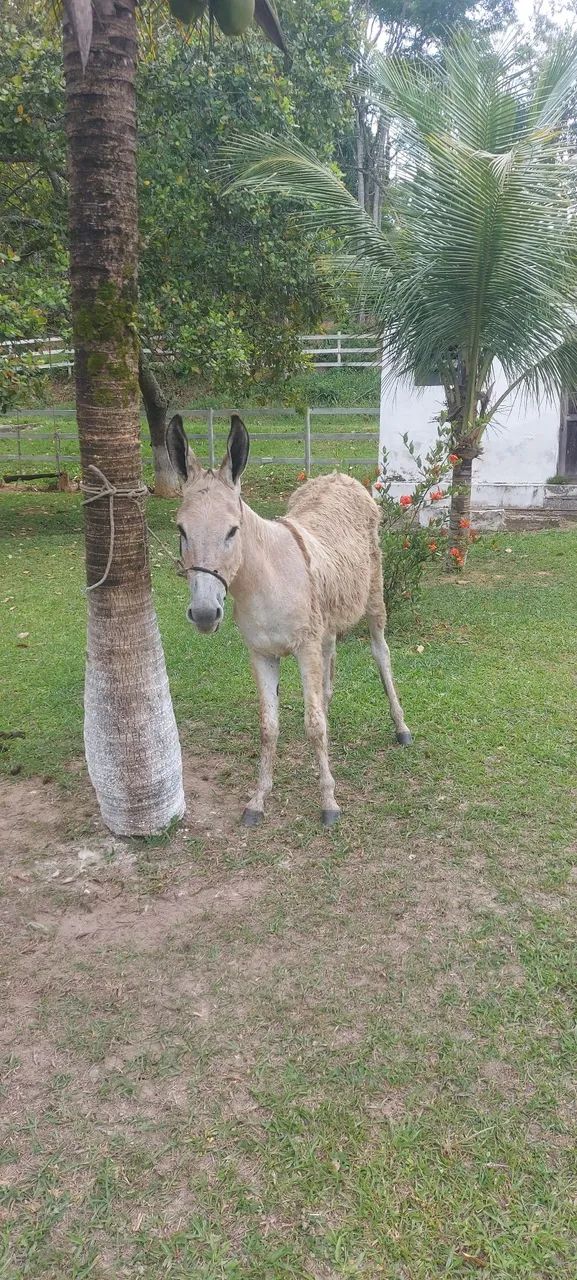 Jumento inteiro  - Foto 4