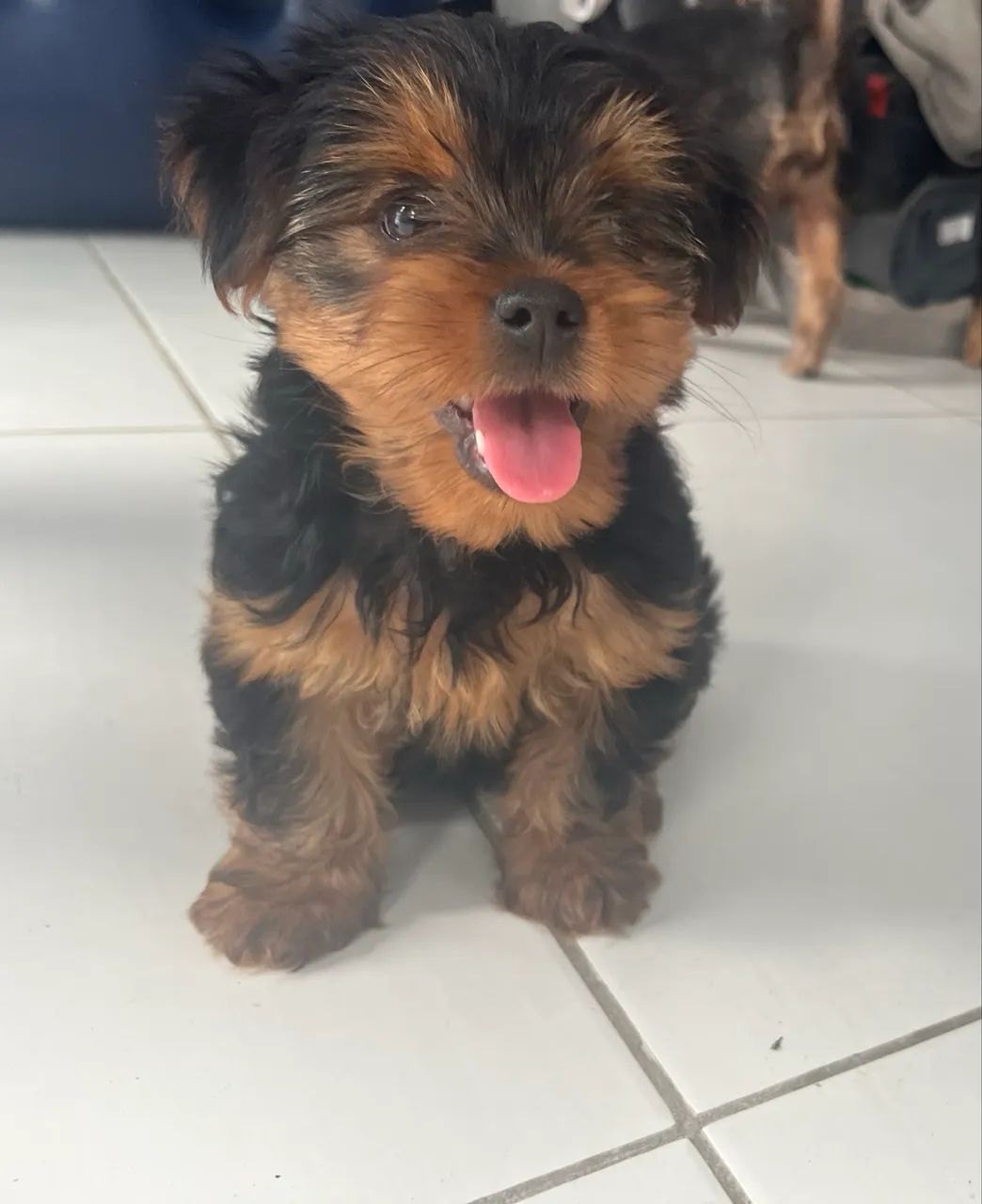 Filhote de yorkshire 