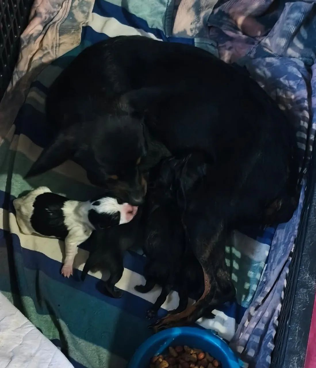Filhote de pinscher 