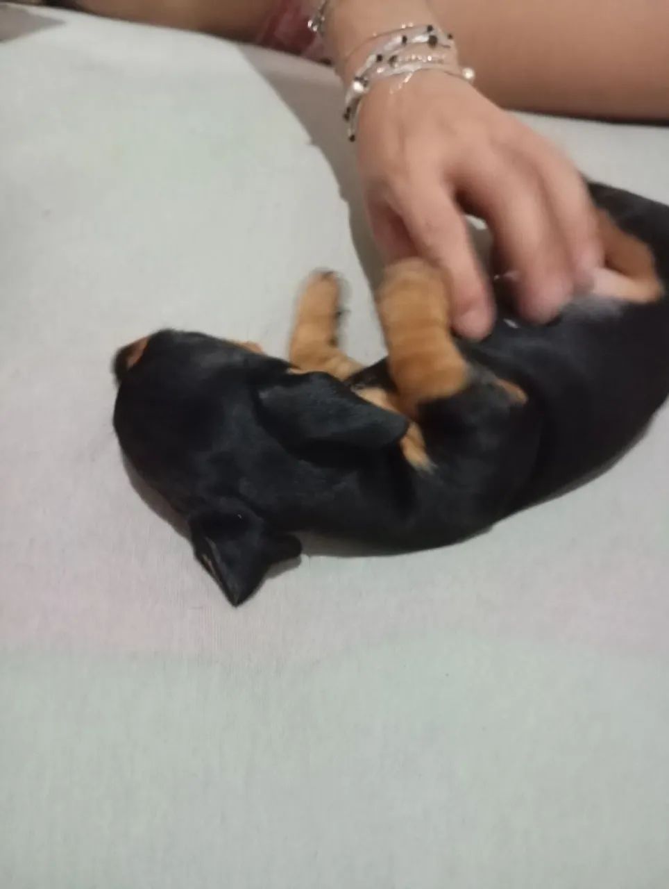 Cachorro ? - Foto 4