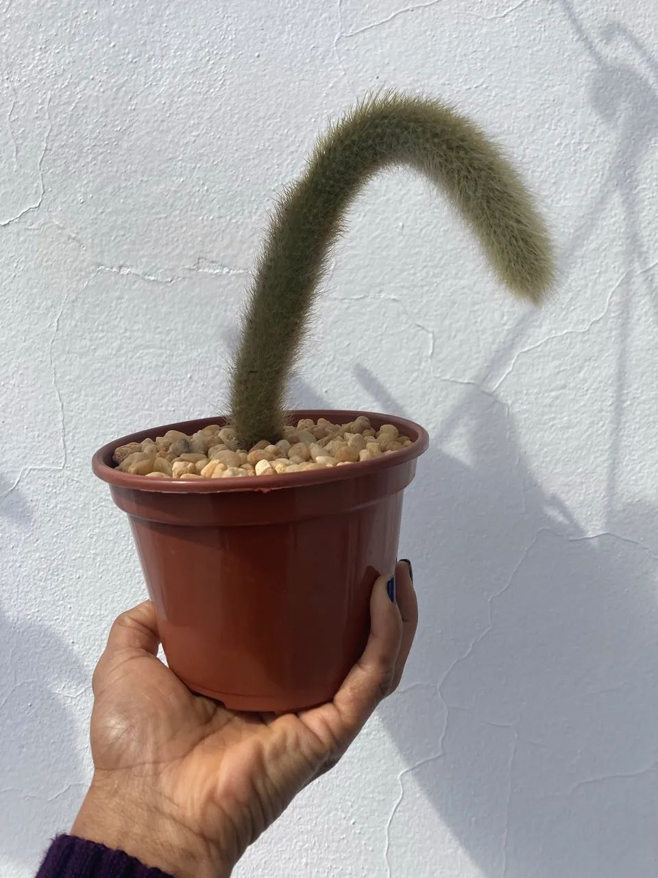 Vaso com muda de rabo de macaco - Foto 5
