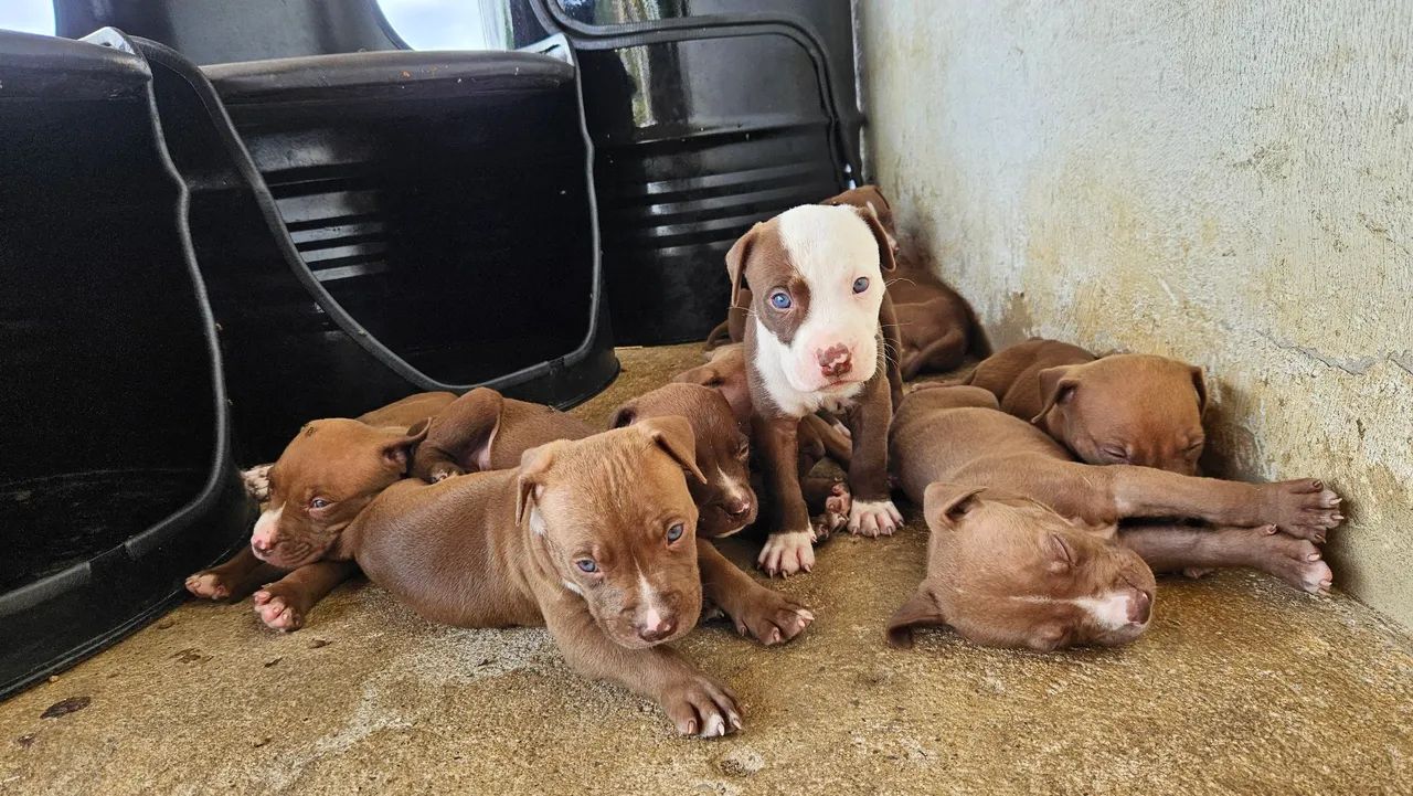 Ninhada de Pitbull disponível para reserva - Foto 4