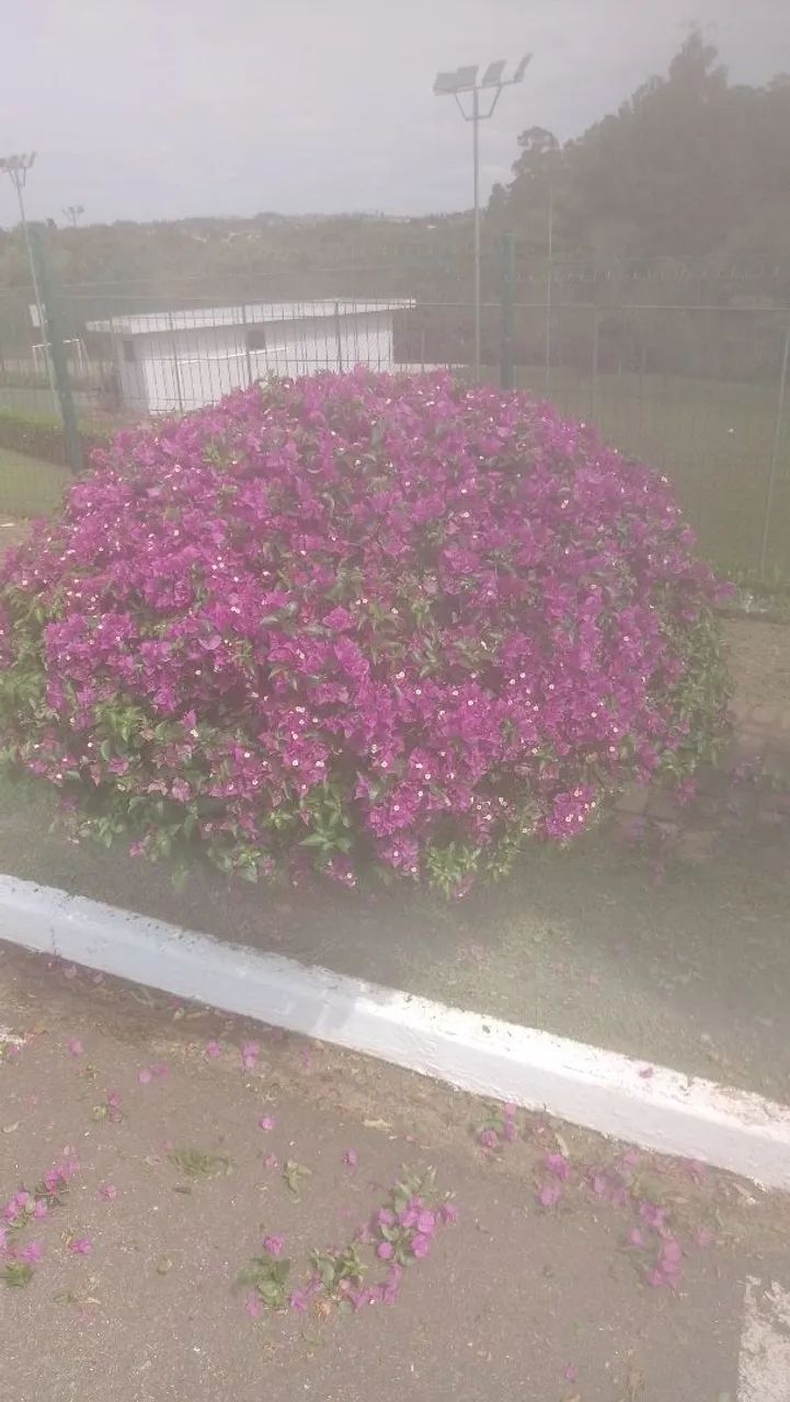Jardinagem  - Foto 3