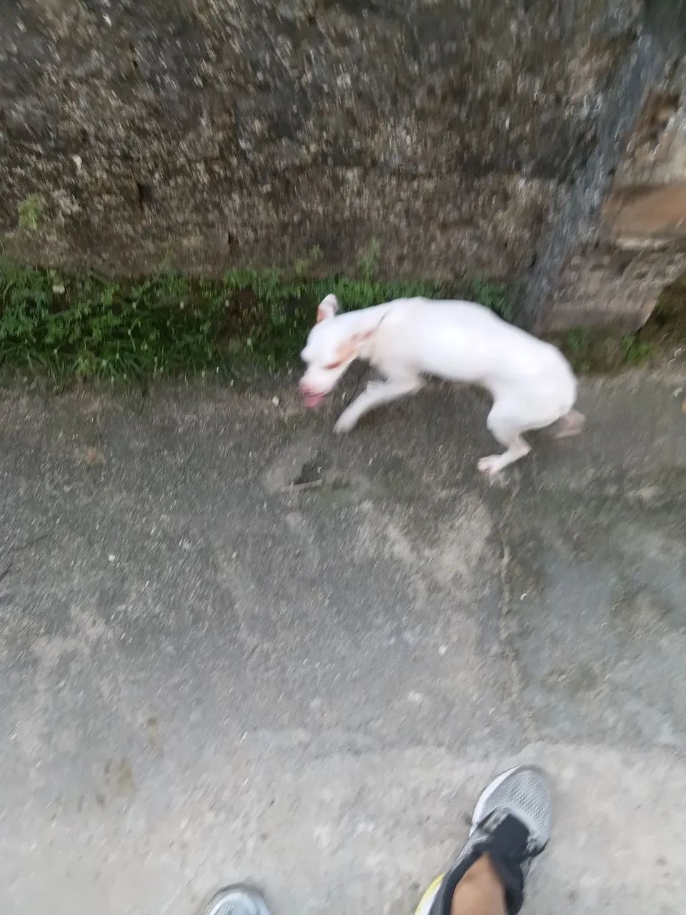 Pincher branco 