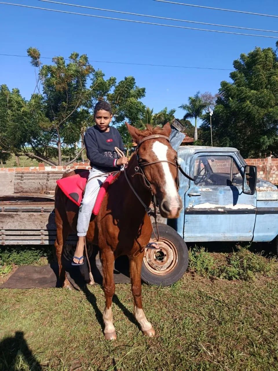 Égua vermelha  - Foto 2