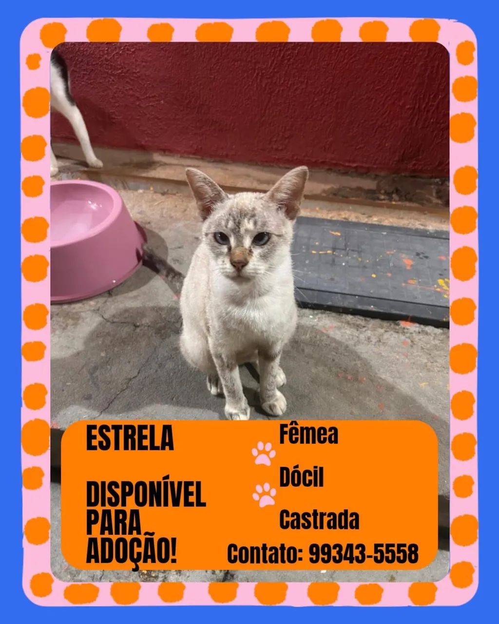 Linda gatinha castrada