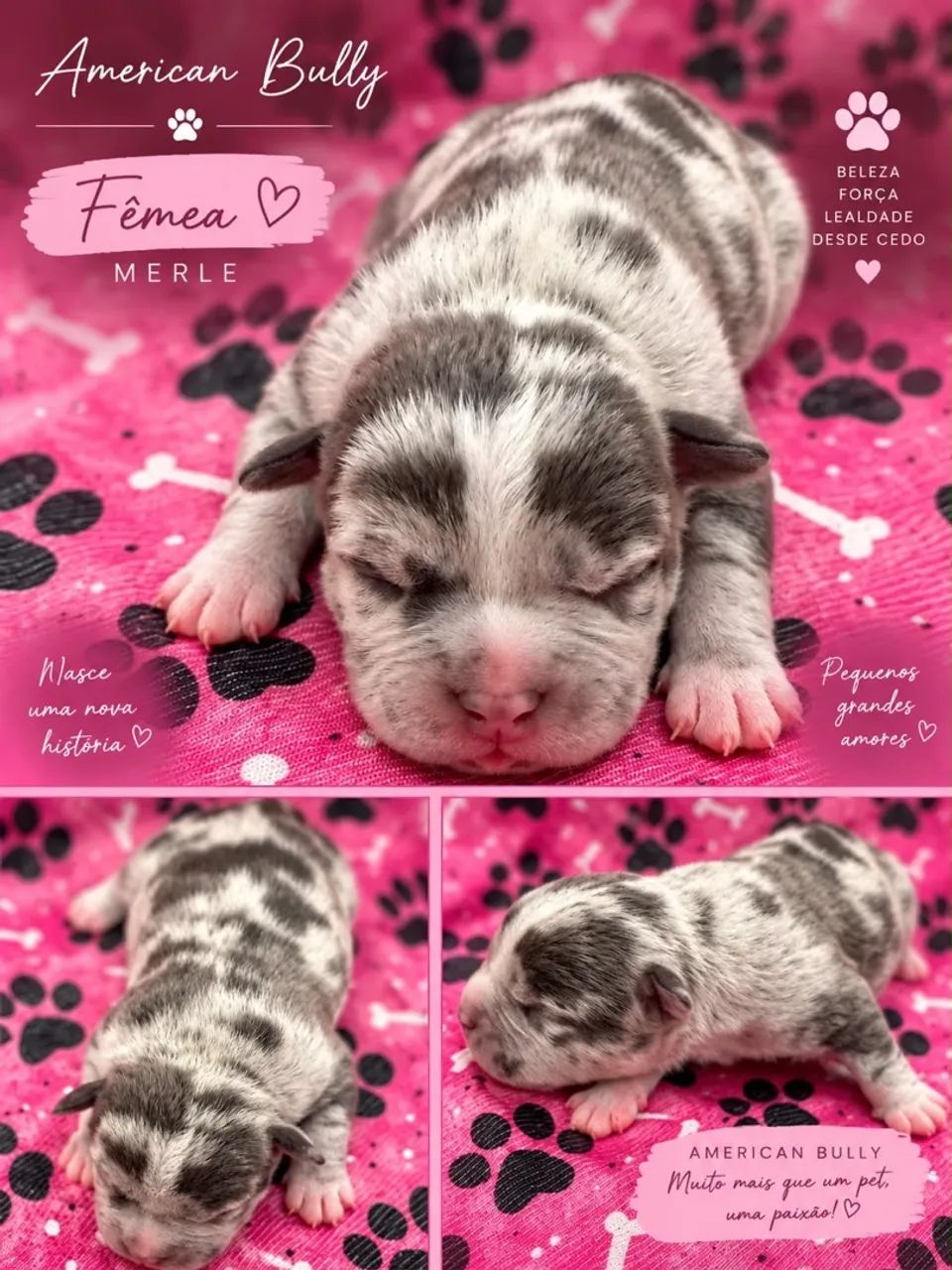 Filhotes American Bully  - Foto 3