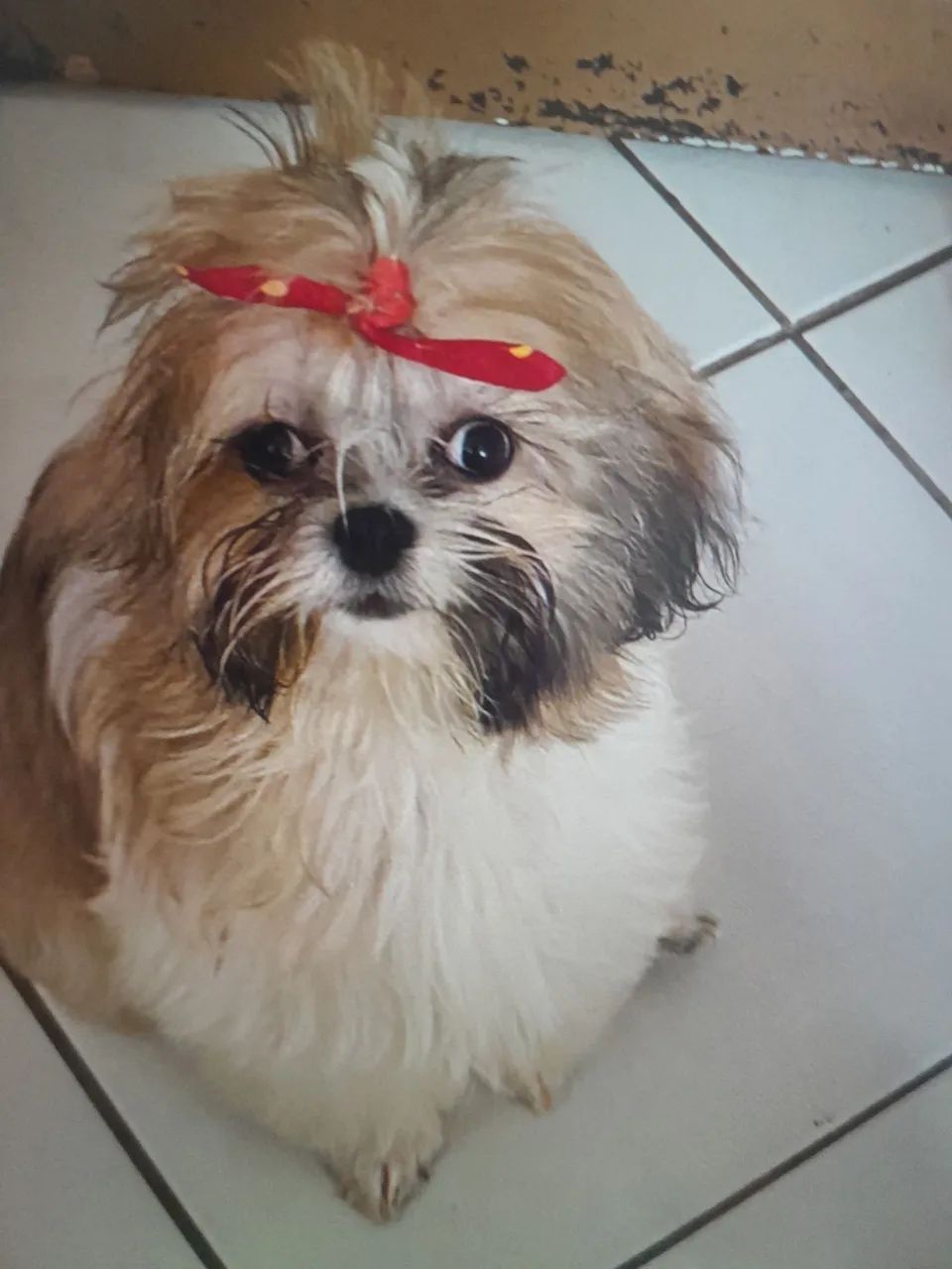 Lhasa Apso - Foto 2