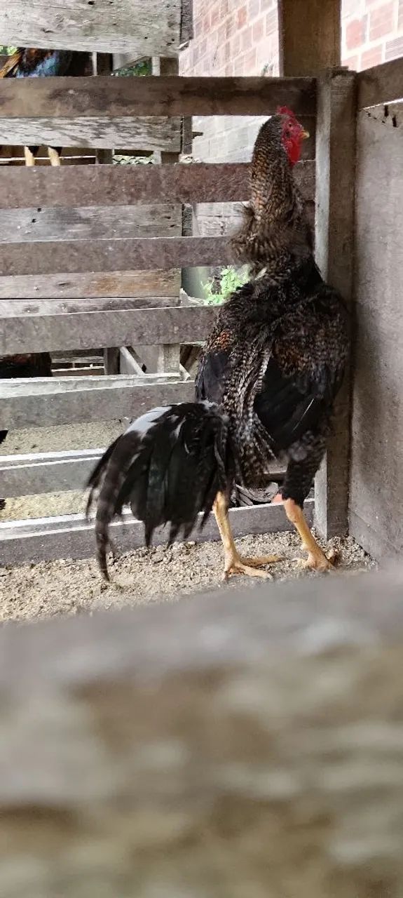 Frango Pedrez  - Foto 2