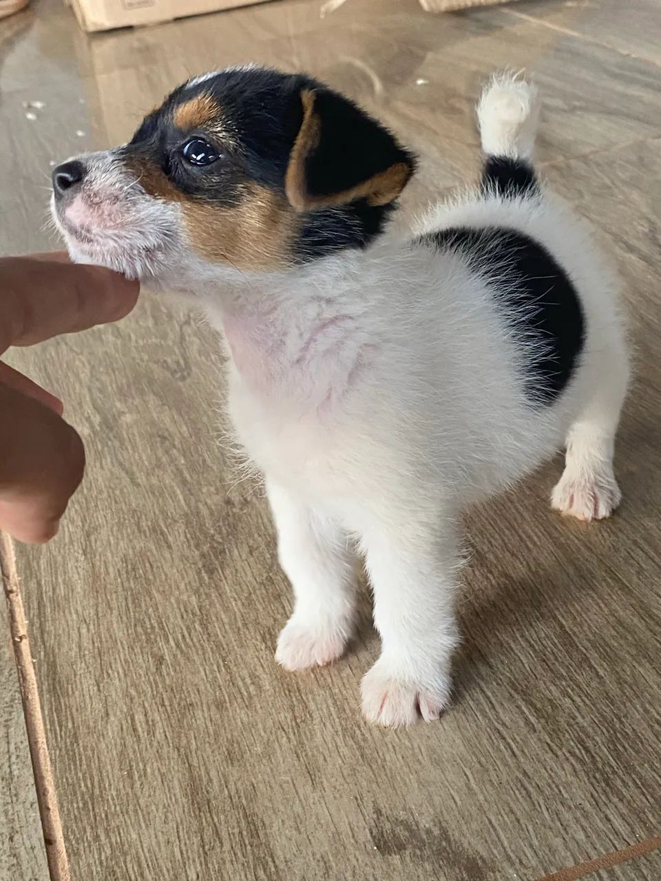 Jack russel  - Foto 4
