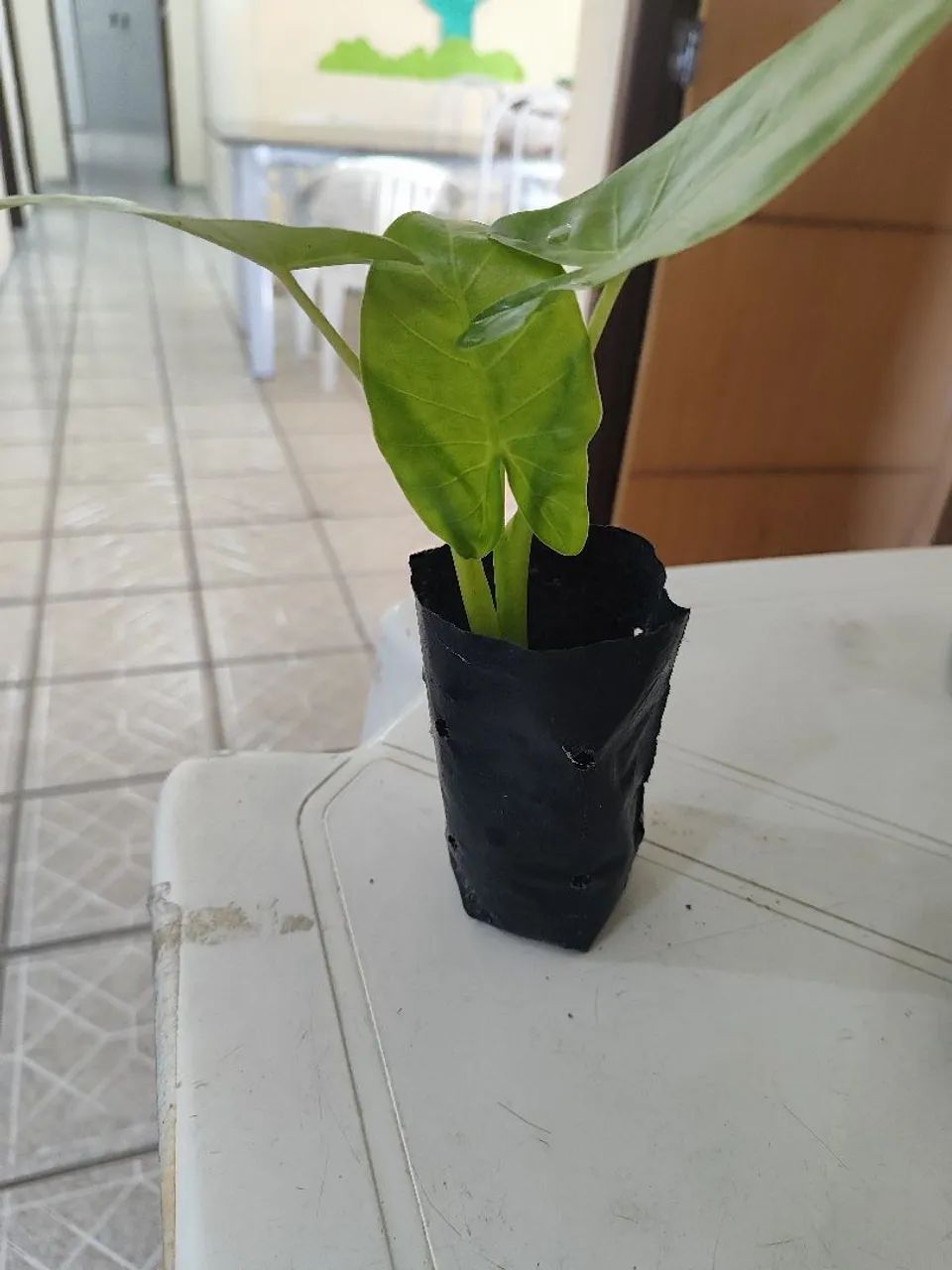 Mudas de planta orelha de elefante  - Foto 2